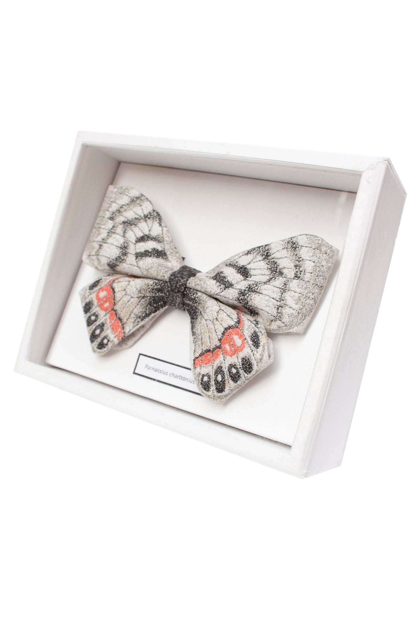 PARNASSIUS CHARLTONIUS bow tie