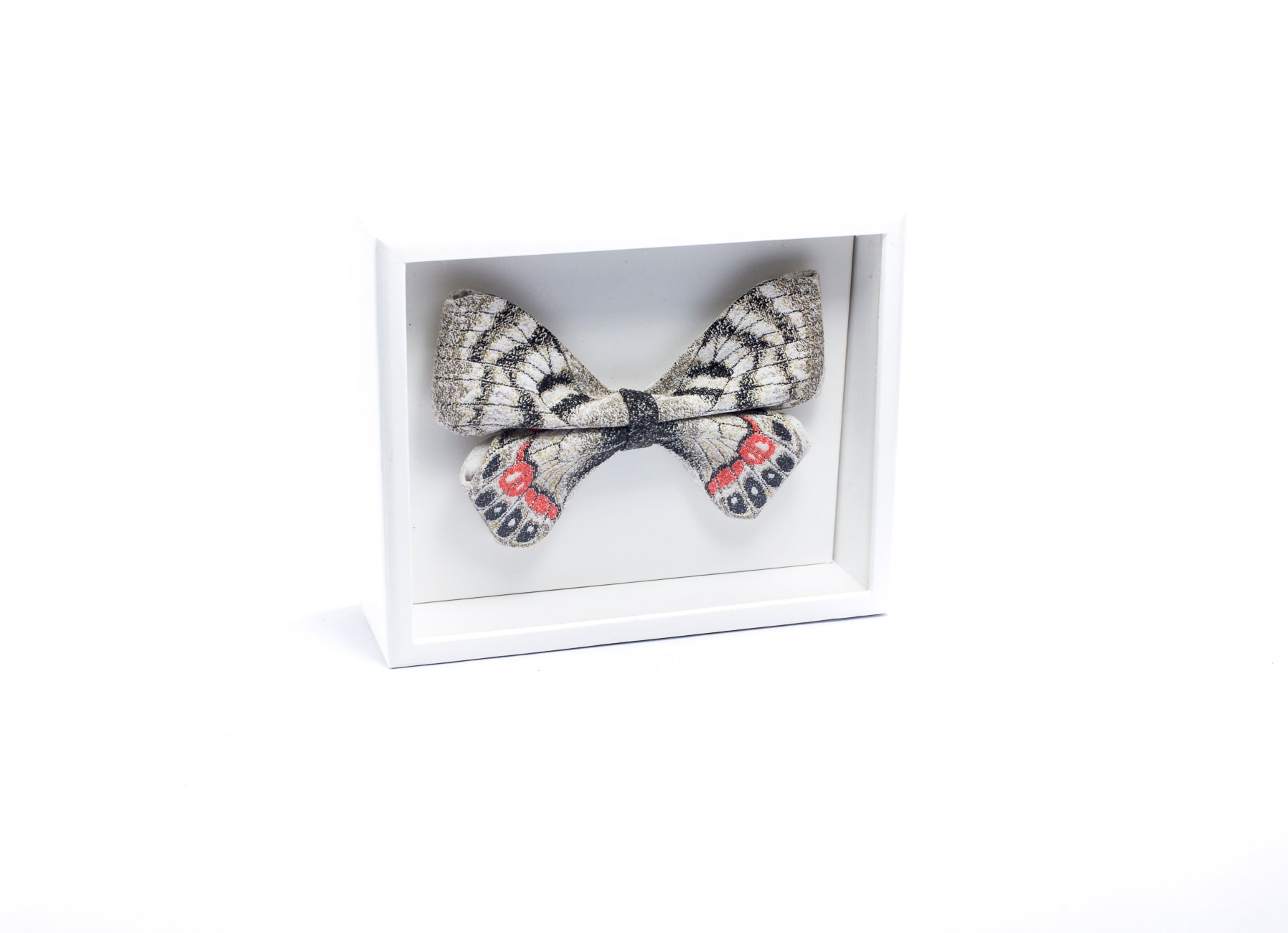PARNASSIUS CHARLTONIUS bow tie